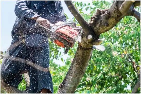 tree services Knollwood